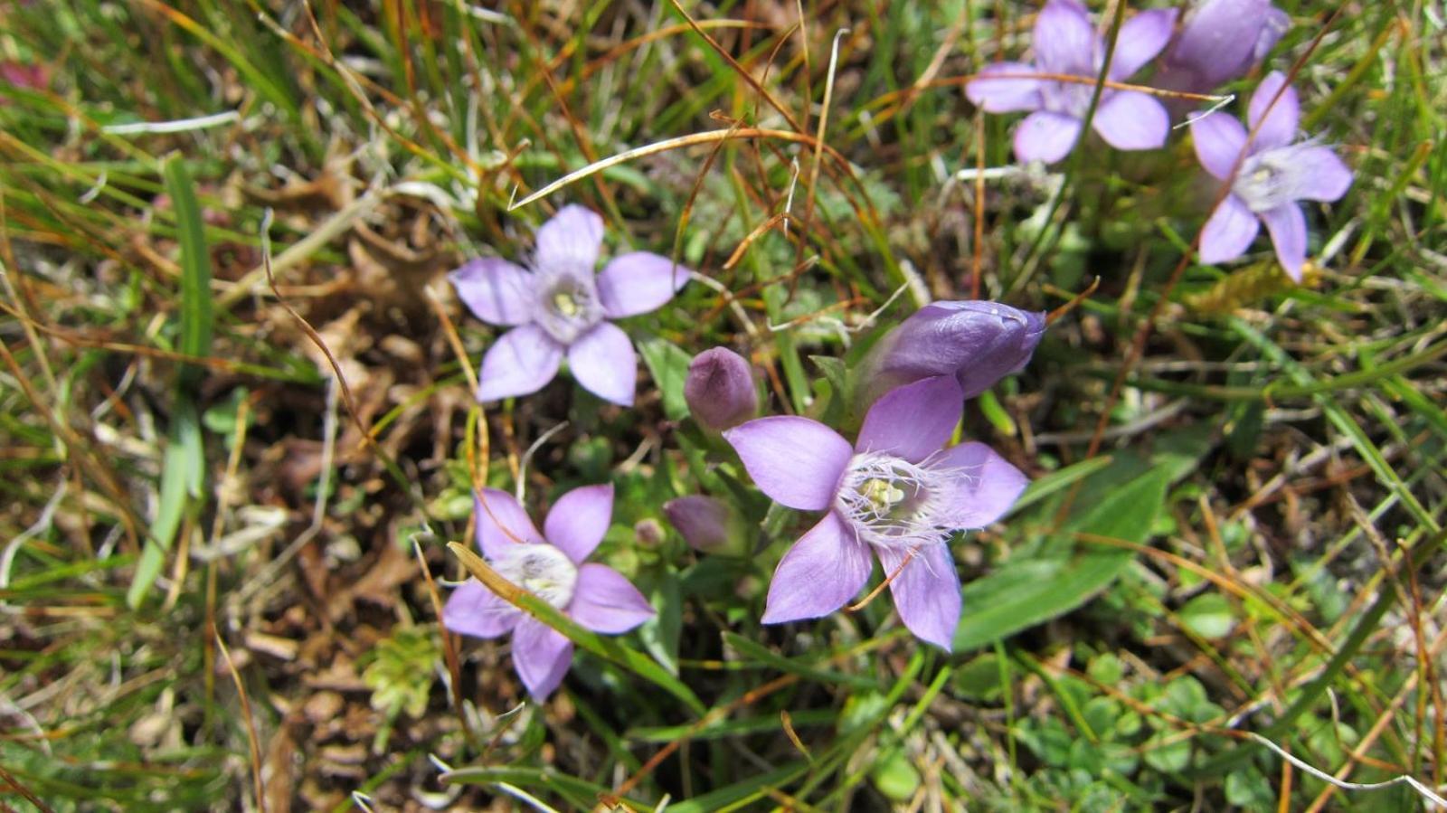 Appartements Alpengarten 马尔尼茨 外观 照片